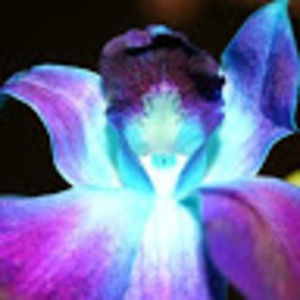 Meet your Posher, Sabiha